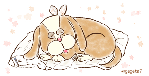 半分青い岐阜犬.jpg